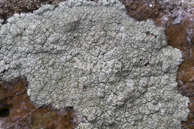 Zwavelgroene schotelkorst (Lecanora sulphurea)