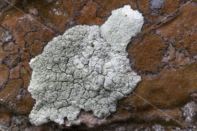 Zwavelgroene schotelkorst (Lecanora sulphurea)