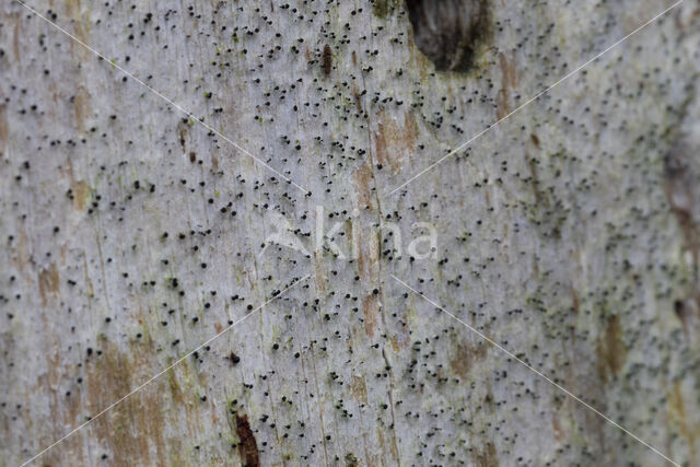 Vals boomspijkertje (Mycocalicium subtile)