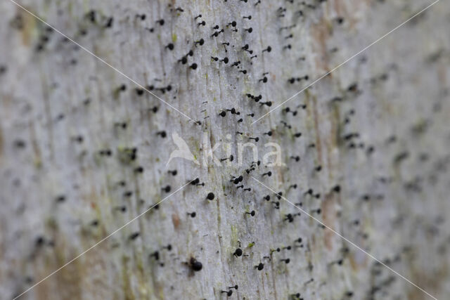 Vals boomspijkertje (Mycocalicium subtile)