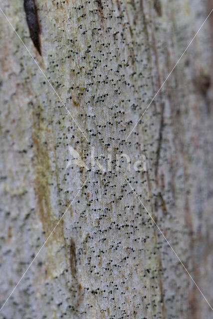 Vals boomspijkertje (Mycocalicium subtile)