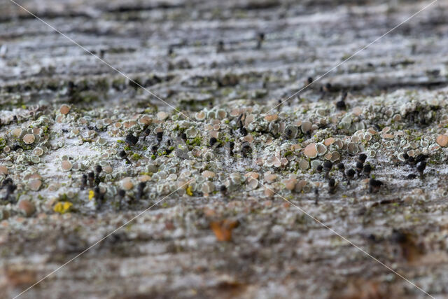 Bruin boomspijkertje (Calicium salicinum)