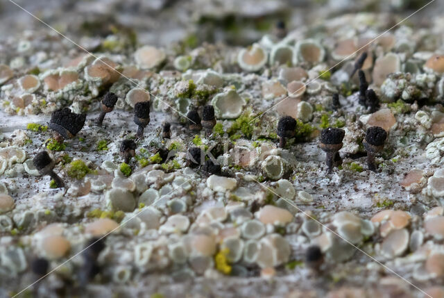 Bruin boomspijkertje (Calicium salicinum)