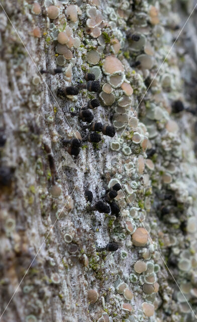 Bruin boomspijkertje (Calicium salicinum)