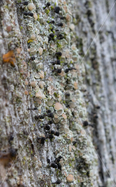 Bruin boomspijkertje (Calicium salicinum)