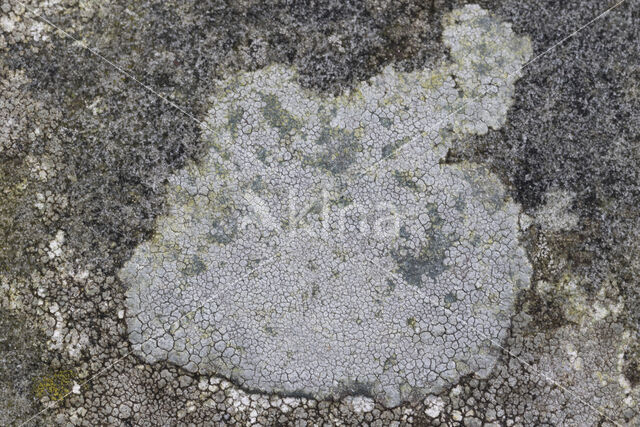 Porpidia lichen (Porpidia tuberculosa)