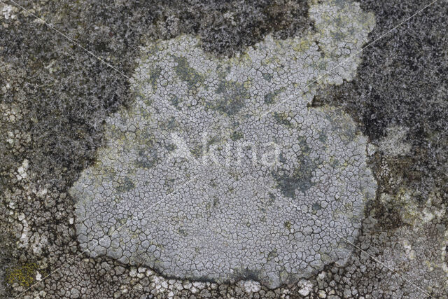 Porpidia lichen (Porpidia tuberculosa)