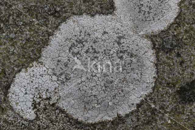 Porpidia lichen (Porpidia tuberculosa)