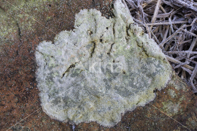 lichen (Porpidia soredizodes)