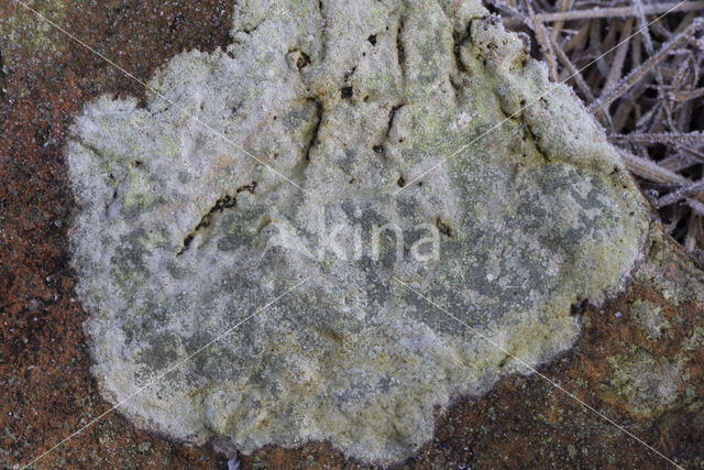 lichen (Porpidia soredizodes)