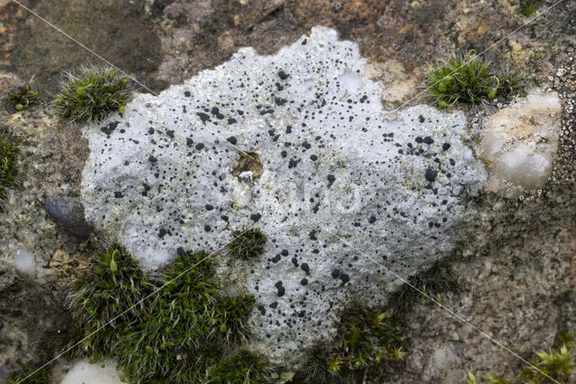 Boulder lichen (Porpidia macrocarpa)