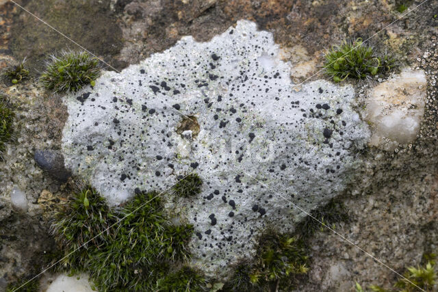 Granietblauwkorst (Porpidia macrocarpa)