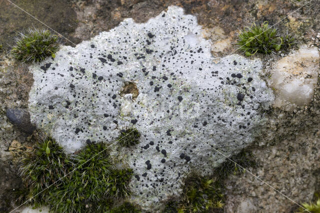 Granietblauwkorst (Porpidia macrocarpa)