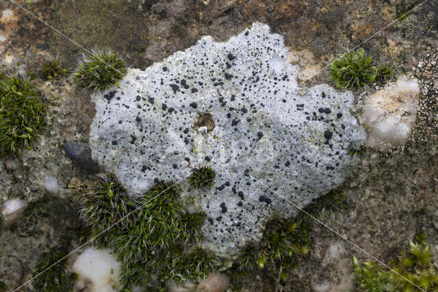 Granietblauwkorst (Porpidia macrocarpa)