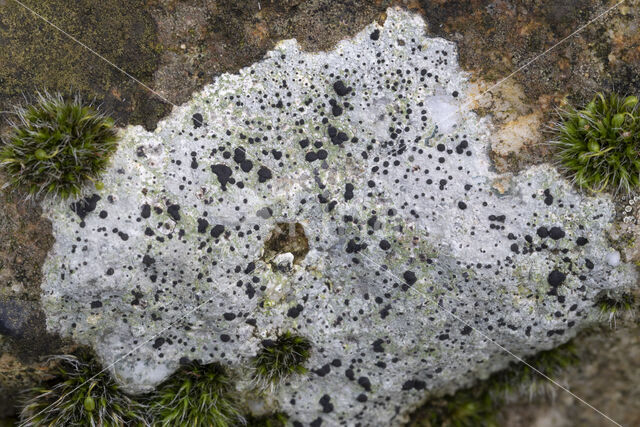 Boulder lichen (Porpidia macrocarpa)