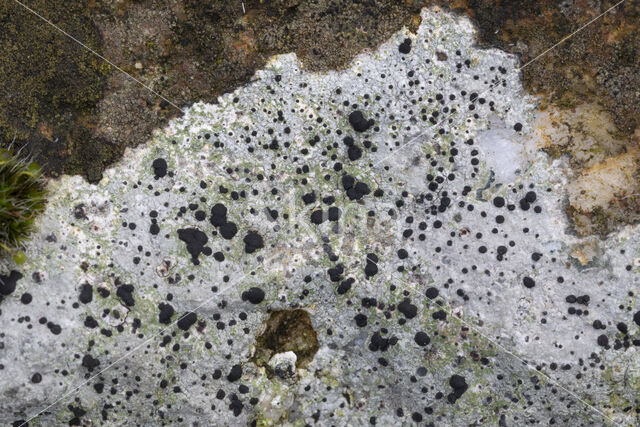 Boulder lichen (Porpidia macrocarpa)