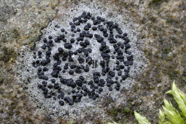 Kleine blauwkorst (Porpidia crustulata)