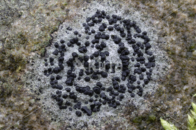 Kleine blauwkorst (Porpidia crustulata)