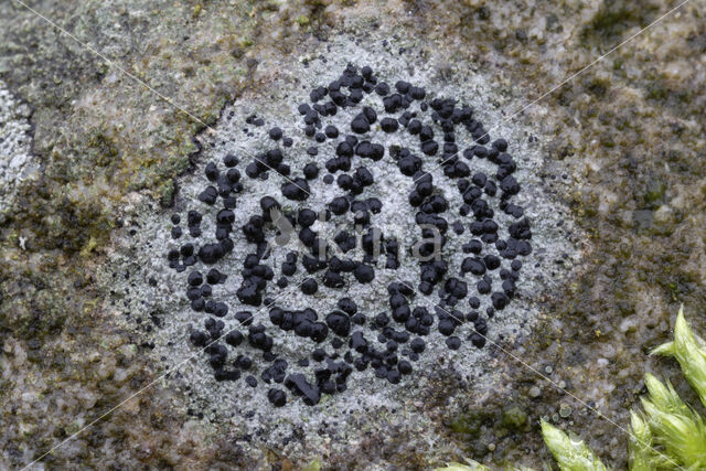 Concentric boulder lichen (Porpidia crustulata)