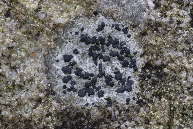 Concentric boulder lichen (Porpidia crustulata)