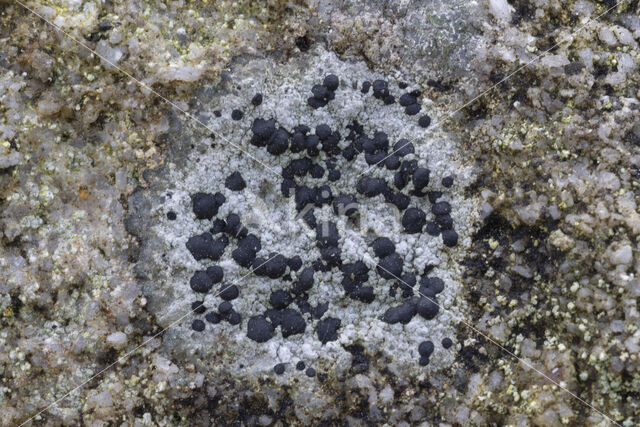 Concentric boulder lichen (Porpidia crustulata)