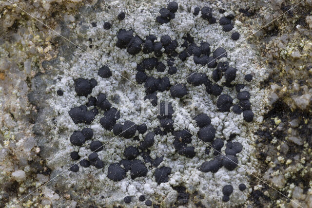 Concentric boulder lichen (Porpidia crustulata)