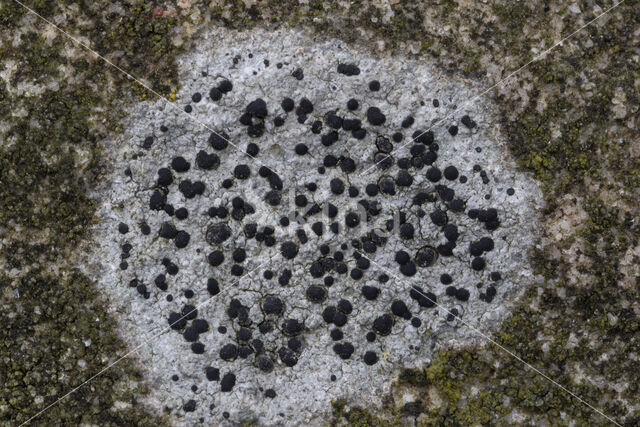 Kleine blauwkorst (Porpidia crustulata)