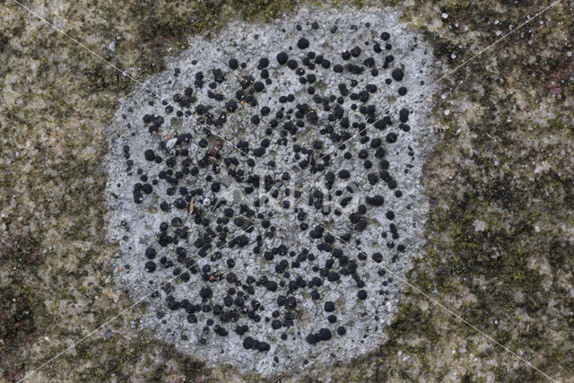 Concentric boulder lichen (Porpidia crustulata)