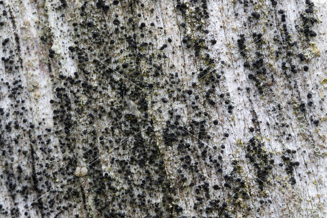 Zwart boomspijkertje (Calicium glaucellum)