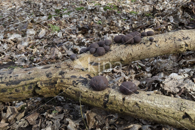 Kogelhoutskoolzwam (Daldinia concentrica)