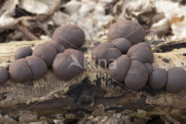 Kogelhoutskoolzwam (Daldinia concentrica)