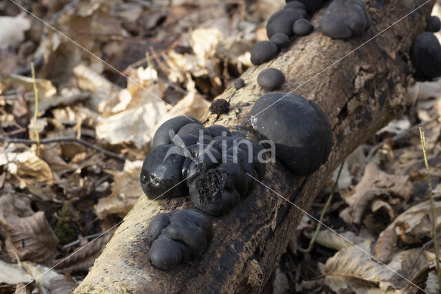 Kogelhoutskoolzwam (Daldinia concentrica)