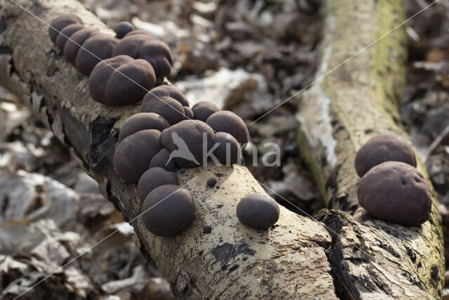 Kogelhoutskoolzwam (Daldinia concentrica)