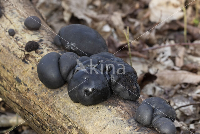 Kogelhoutskoolzwam (Daldinia concentrica)