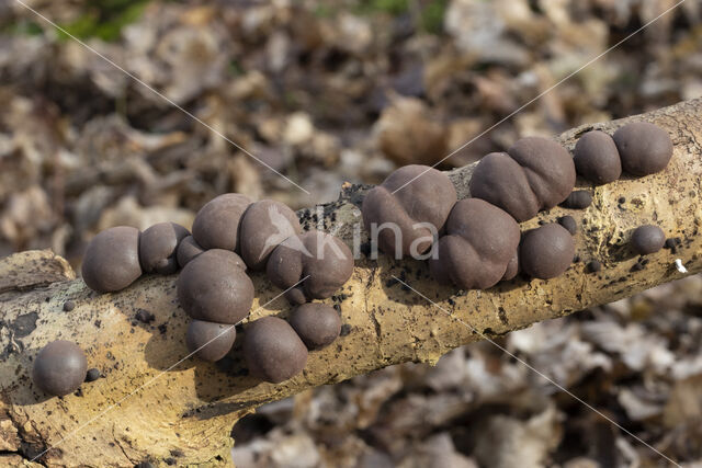 Kogelhoutskoolzwam (Daldinia concentrica)