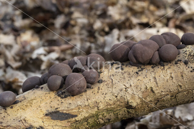 Kogelhoutskoolzwam (Daldinia concentrica)