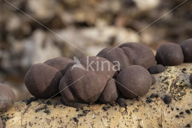 Kogelhoutskoolzwam (Daldinia concentrica)