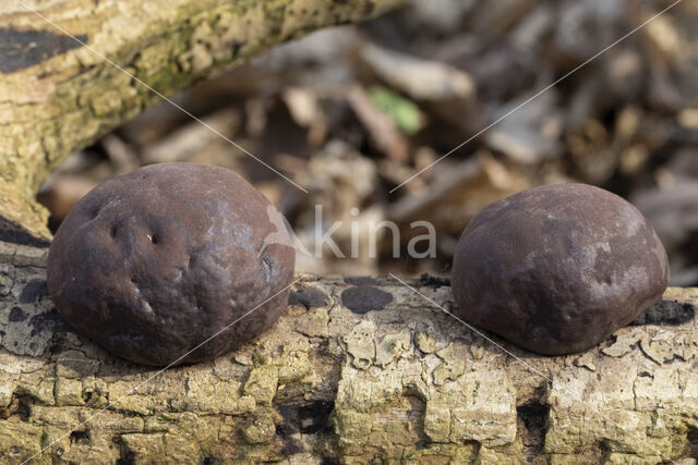 Kogelhoutskoolzwam (Daldinia concentrica)