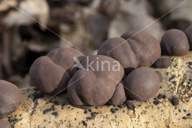 Kogelhoutskoolzwam (Daldinia concentrica)