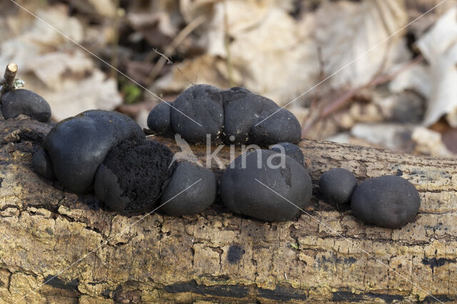 Daldinia concentrica