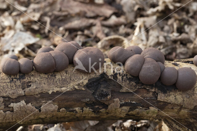 Kogelhoutskoolzwam (Daldinia concentrica)