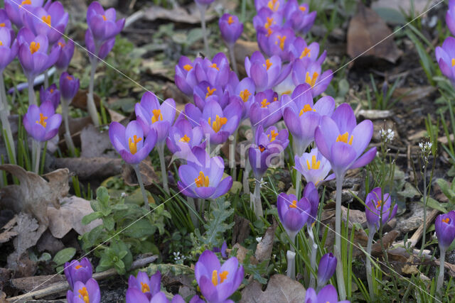 Early Crocus (Crocus tommasinianus)