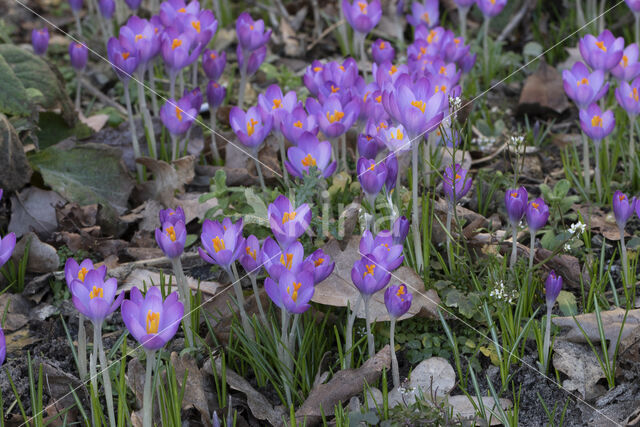 Early Crocus (Crocus tommasinianus)