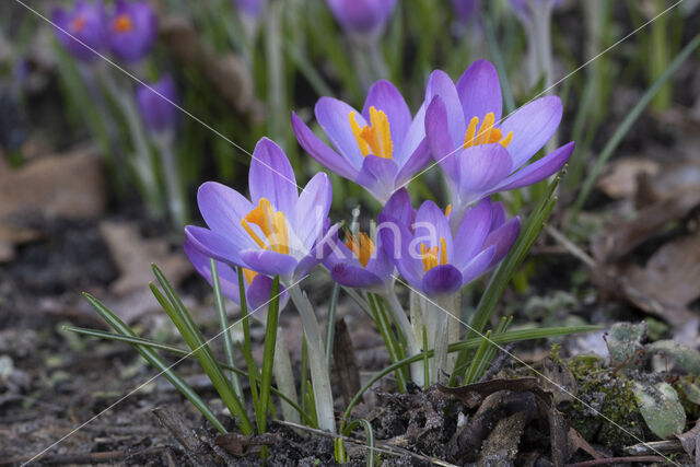 Early Crocus (Crocus tommasinianus)