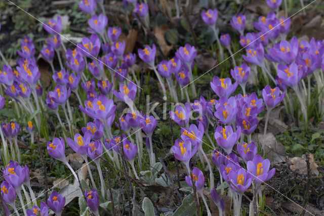 Boerenkrokus (Crocus tommasinianus)