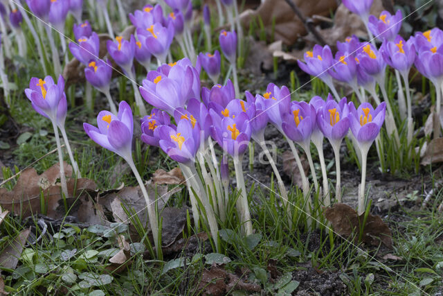 Early Crocus (Crocus tommasinianus)