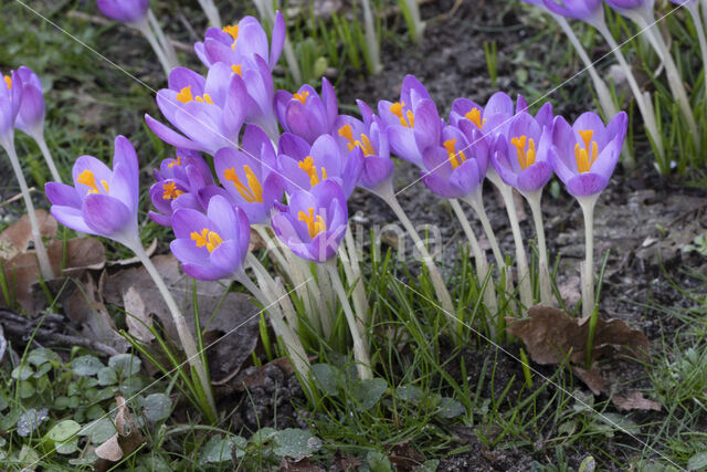 Early Crocus (Crocus tommasinianus)