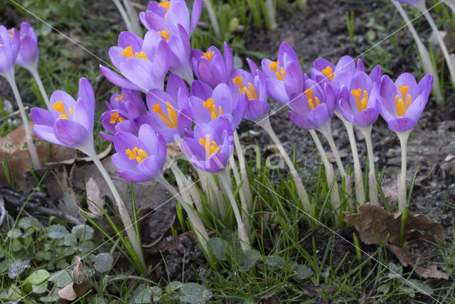 Boerenkrokus (Crocus tommasinianus)