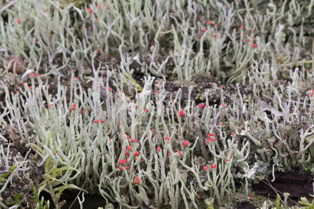 Lipstick Cladonia (Cladonia macilenta)