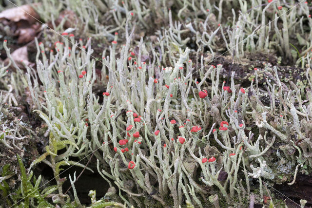 Lipstick Cladonia (Cladonia macilenta)